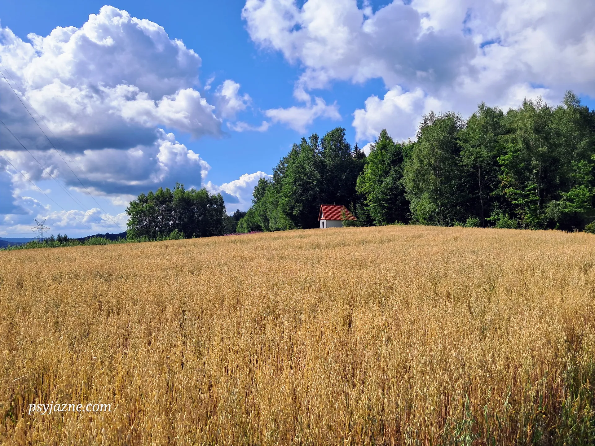 Pole i przydrożna kapliczka