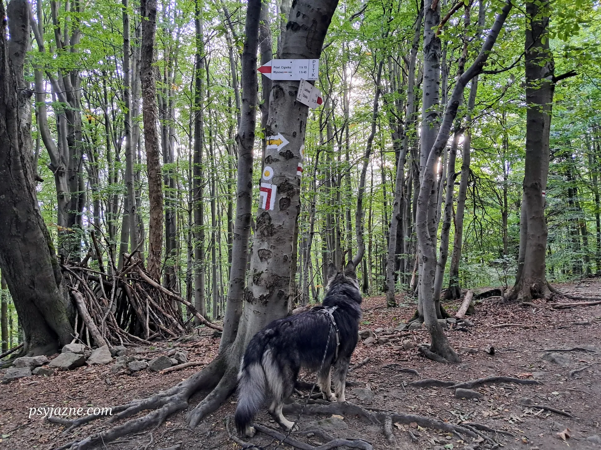 Owczarek staroniemiecki Pod Ostrym Wierchem, Beskid Niski