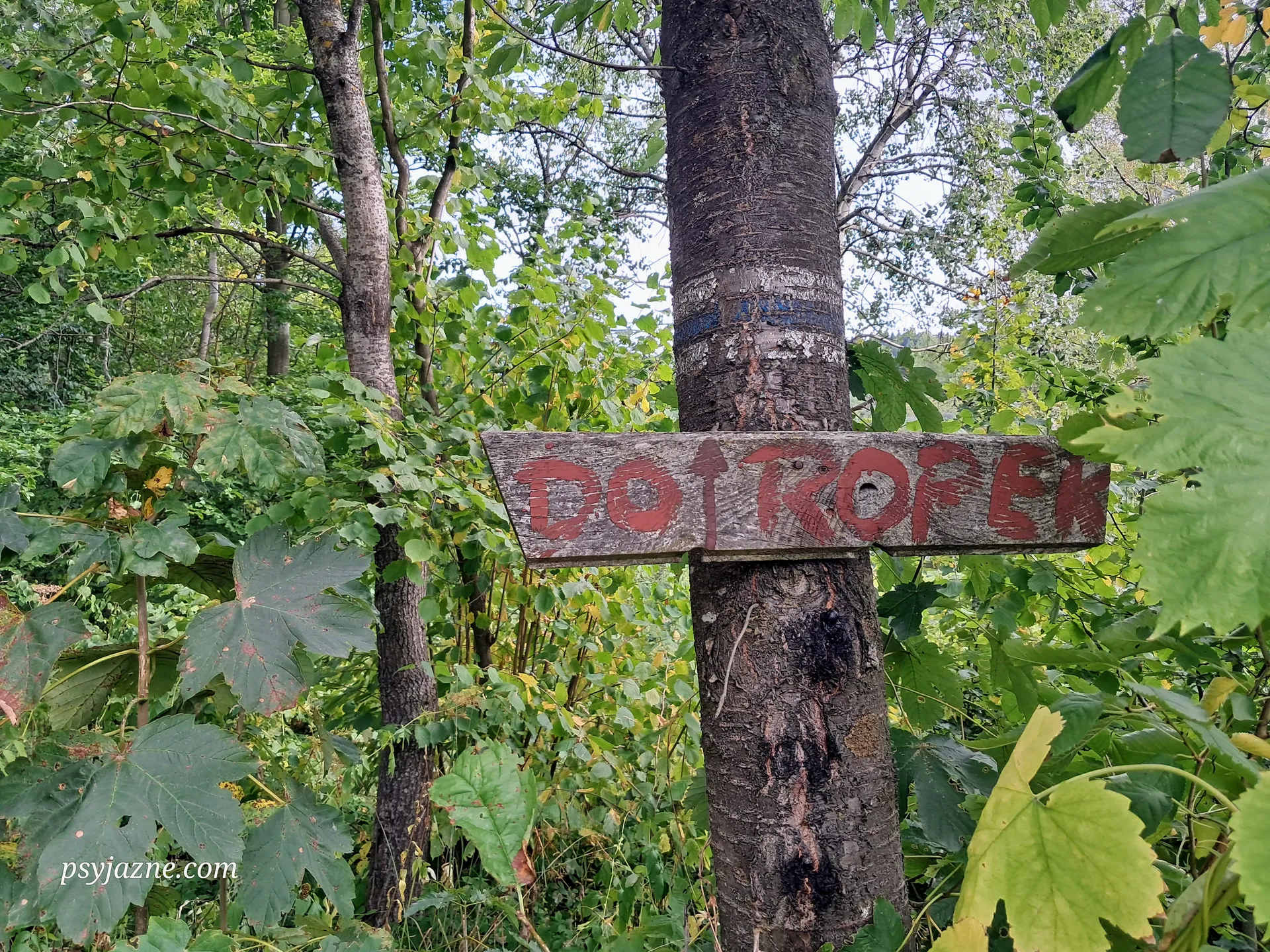 Szlak niebieski z Wysowej do Ropek