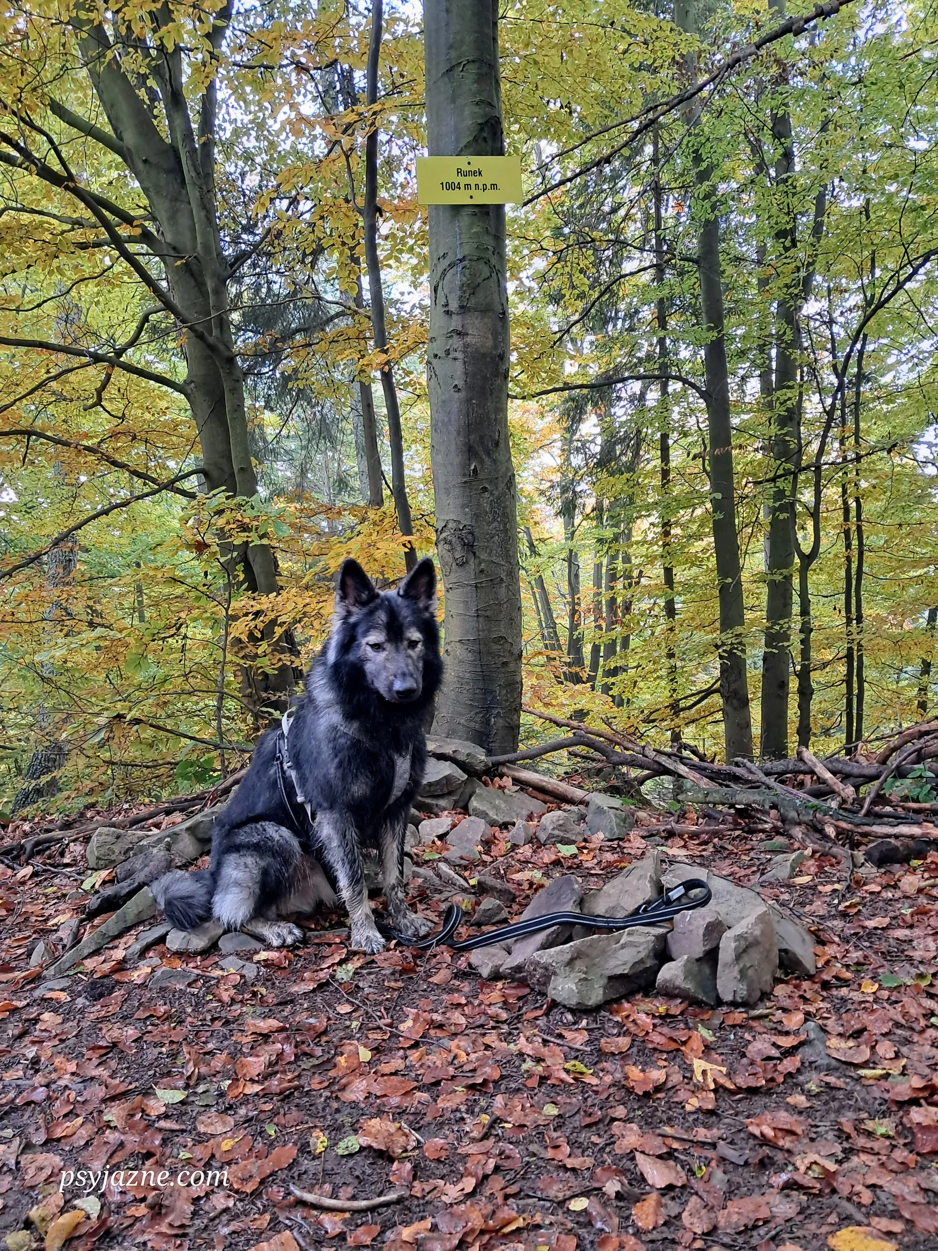 Runek, Gorce