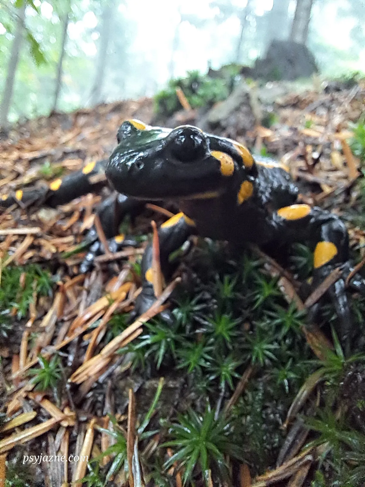 salamandra