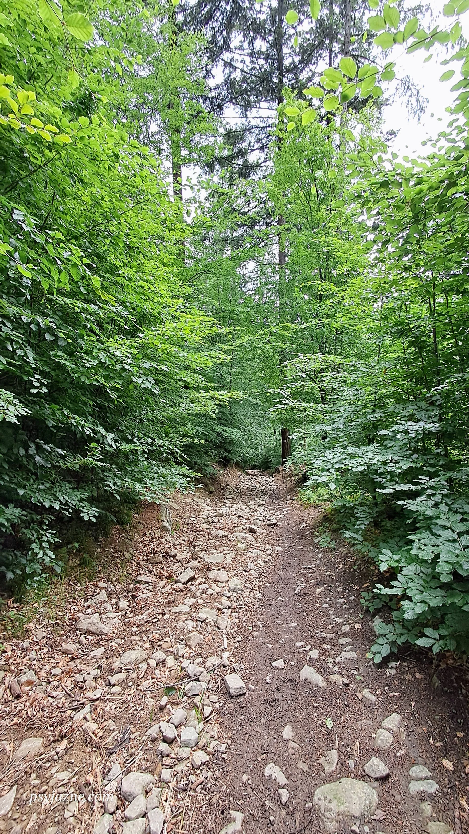 Ścieżka