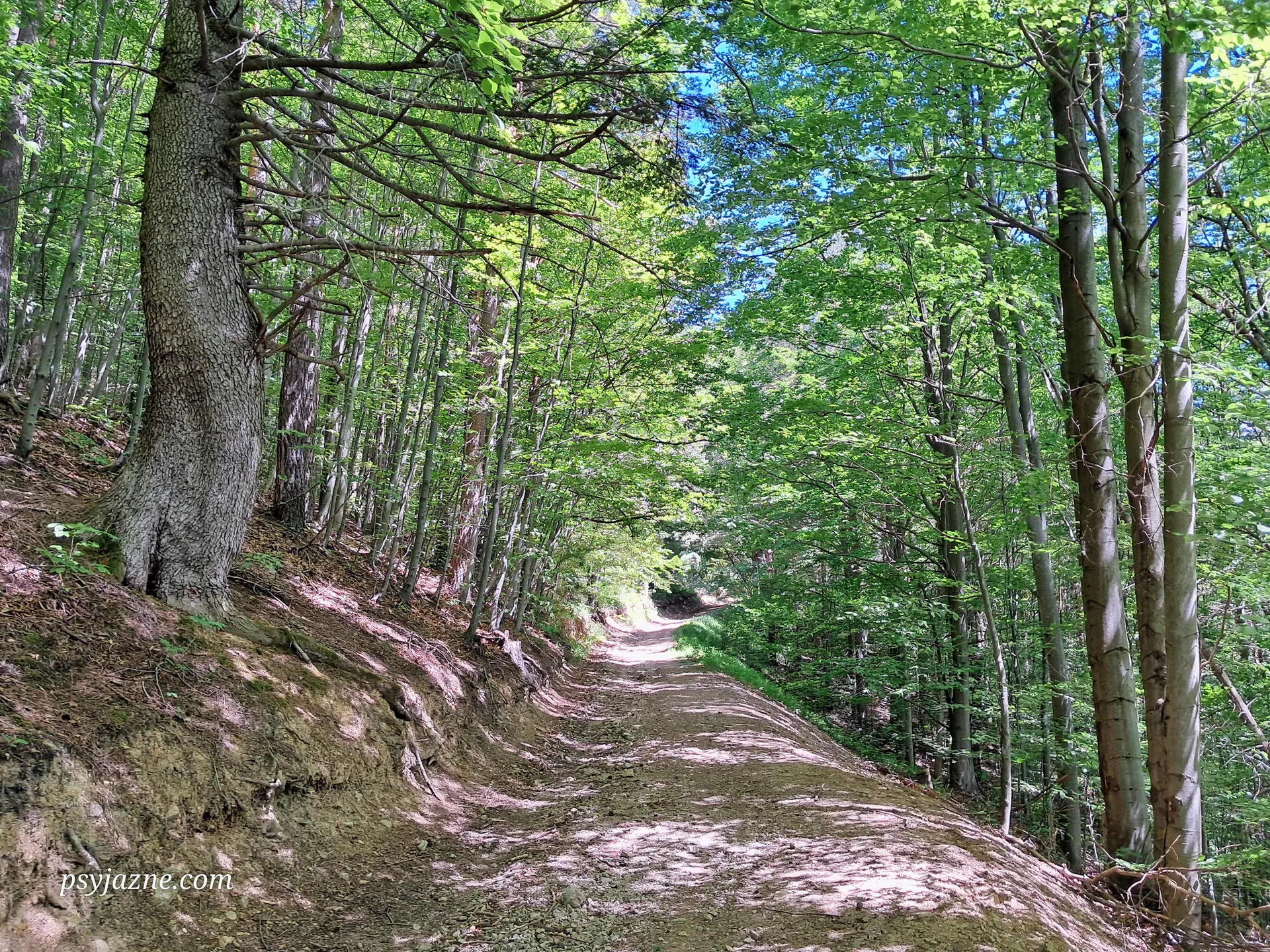 Szlak w lesie