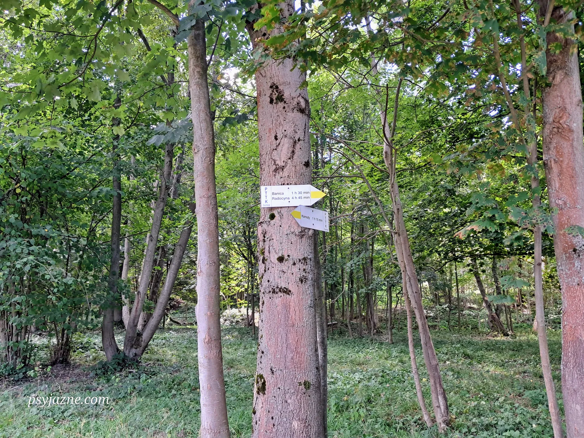 Szlak żółty w kierunku Banicy, Beskid Niski