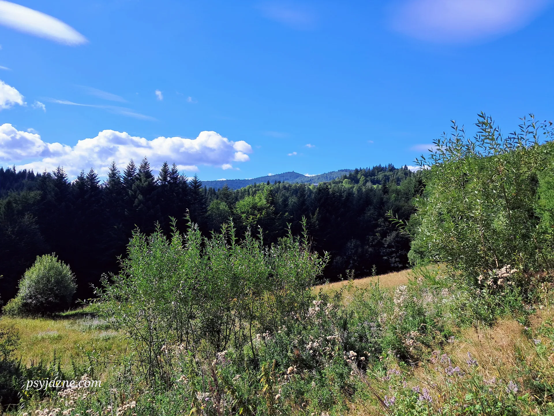Widok na Gorc