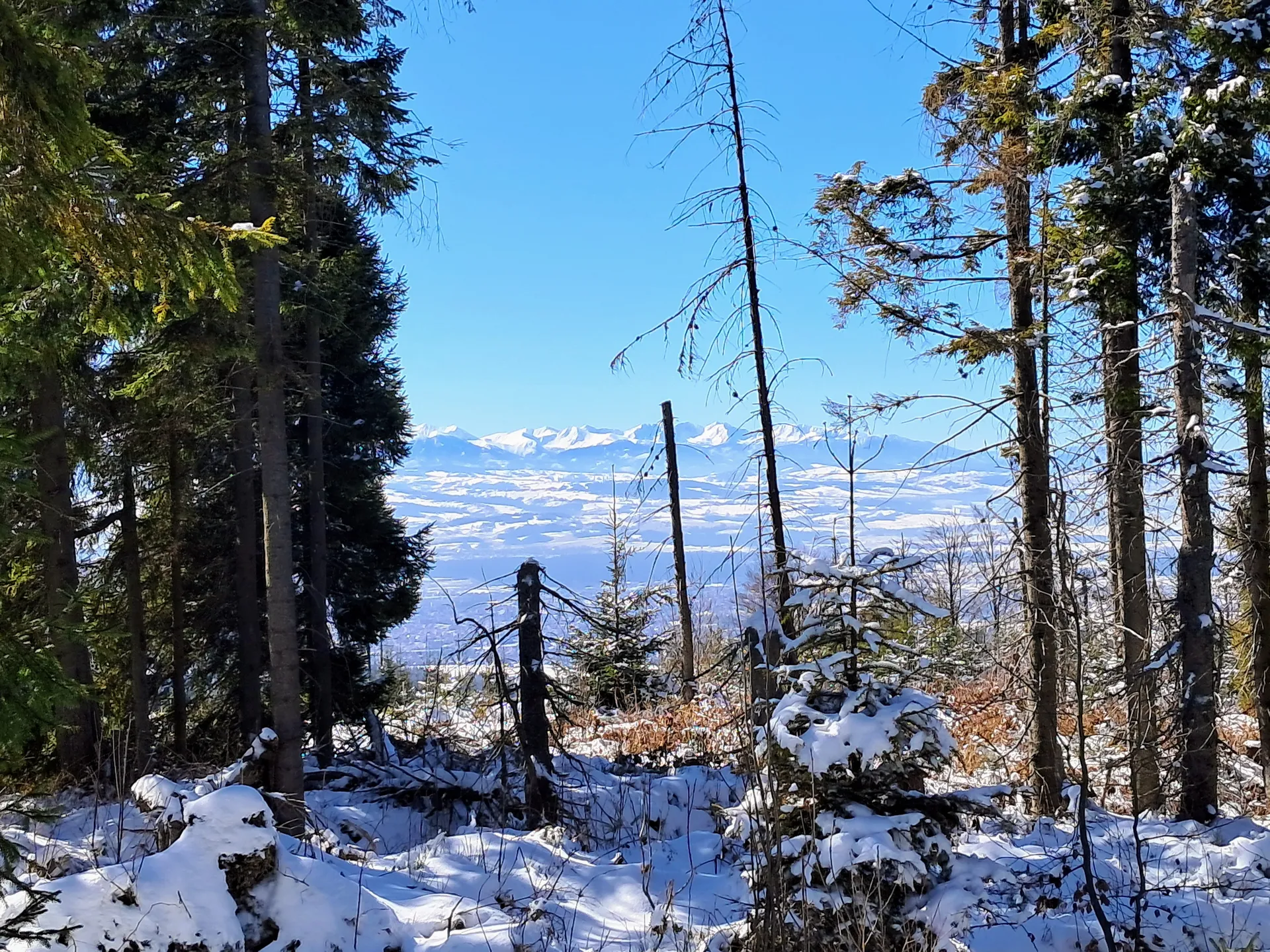Widok na Tatry