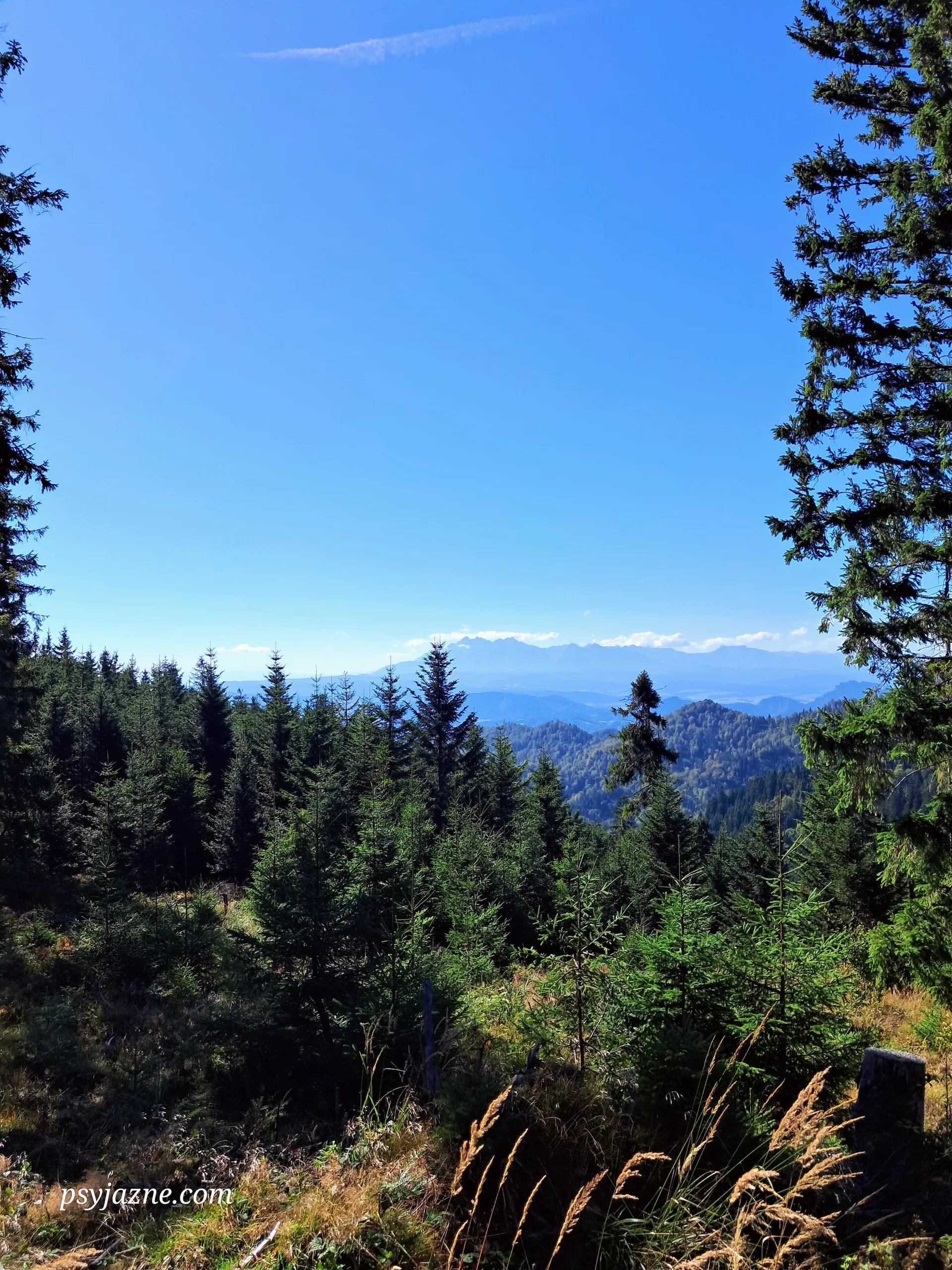 Rozdroże pod Średnią Przehybą, widok na Tatry