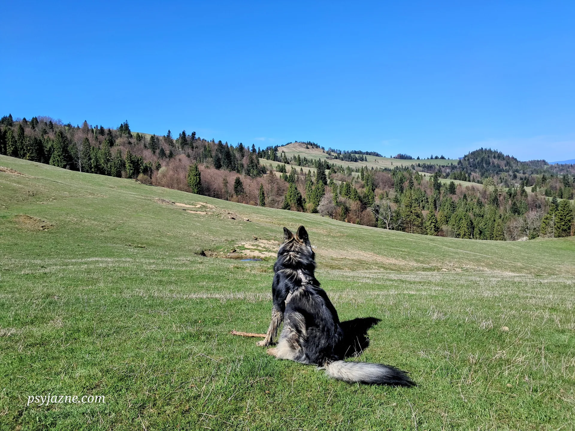 Widok na Wysoki Wierch