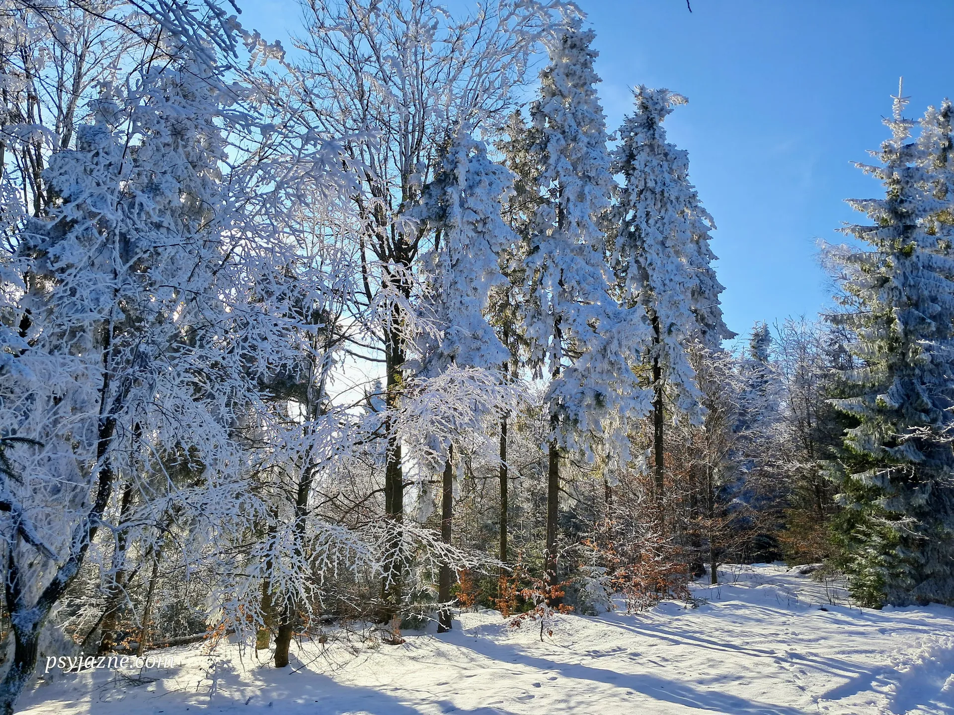 Zima